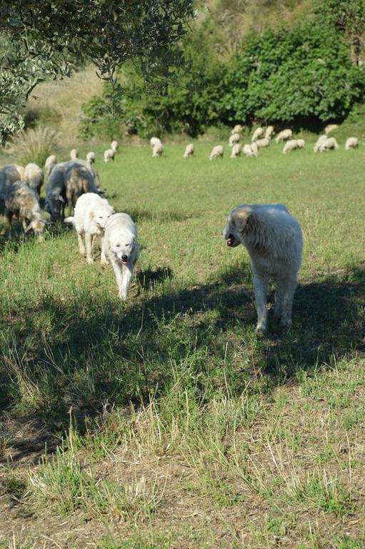 Zaccanopoli Azienda Agrituristica Carida מראה חיצוני תמונה