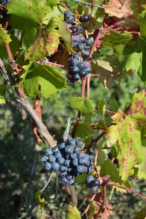 Zaccanopoli Azienda Agrituristica Carida מראה חיצוני תמונה